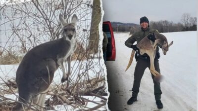 Kangaroo yang melarikan diri menghalangi lalu lintas di jalan raya Virginia sebelum menyelamatkan