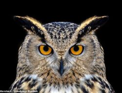 Mengapa kucing malam dan burung yang bangun pagi begitu bingung, siapa Anda?