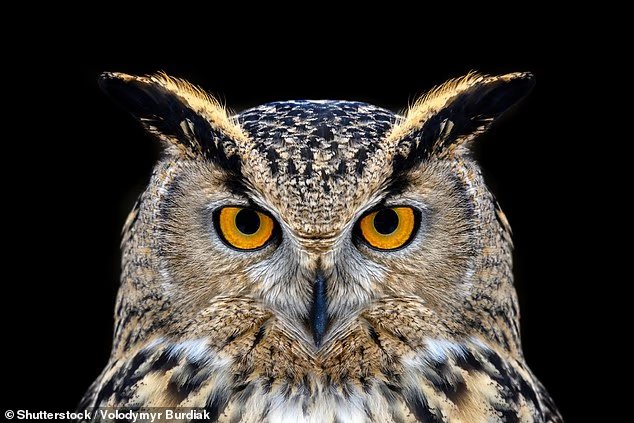 Mengapa kucing malam dan burung yang bangun pagi begitu bingung, siapa Anda?